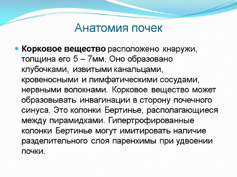 Анатомия почек Корковое вещество расположено кнаружи, толщина его 5 – 7мм. Оно образовано клубочками,